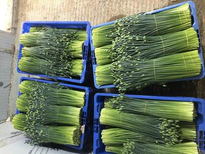 欽北區軍優農業種植專業合作社 優質食用農產品零售的領航者